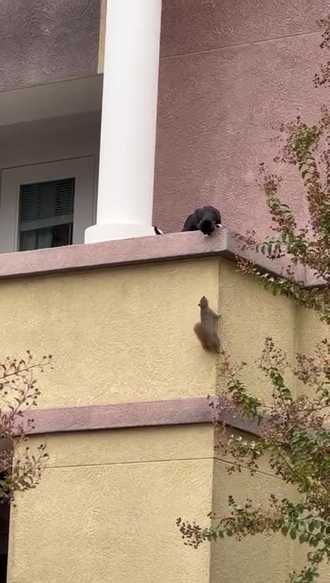 funny|prank|jokes|funny jokes|dad jokes|funny memes|funny video|fun|laughing|funny animal|knock