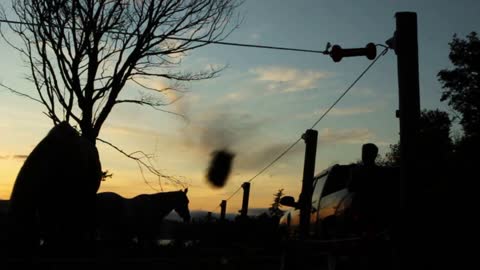 Silhouetted man feeds hay to horses at sunset