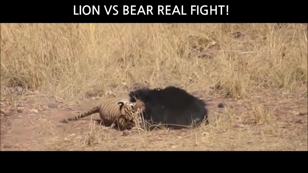 lion vs bear real fight