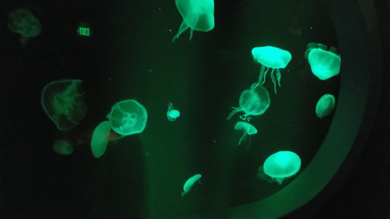 Jellyfish illumination