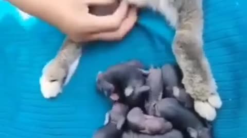 Cute Bunny Giving Birth 😍❣️