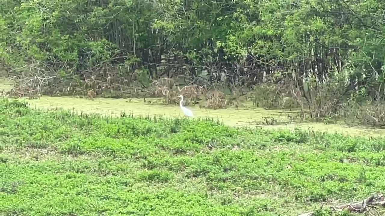 URBAN HUNTING AT DE SOTO LEVI PARK LOUISIANA USA