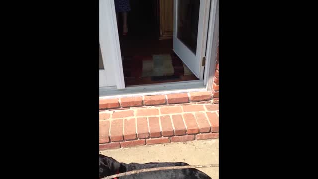 Black lab fails to fit big stick through door