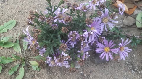 Family of Low Chrysanthemums