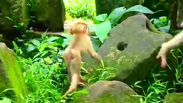 Three Little Monkeys Having Fun