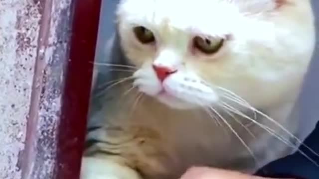funnyvideos