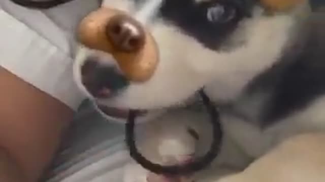 Siberian husky on Snapchat