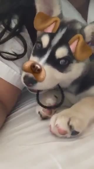 Siberian husky on Snapchat
