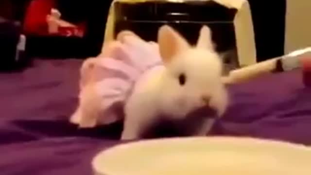 Cute Little Rabbit Wearing Frok