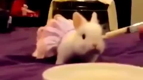 Cute Little Rabbit Wearing Frok