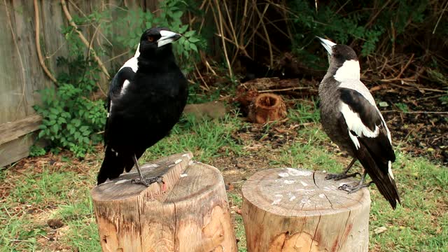 Vocal Magpies