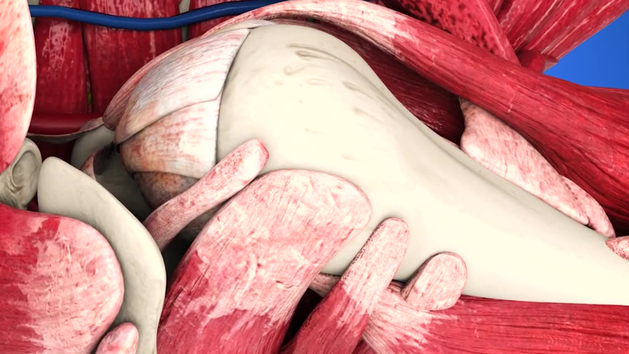 How to fix dislocated bone