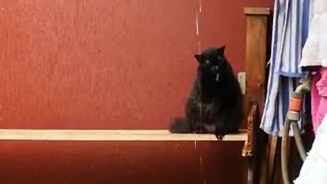 Cat Doesn't like bath time but loves Rain