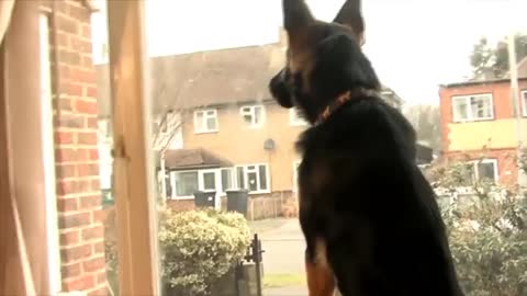 How to STOP your dog barking_ lunging at visitors & dogs; aggression