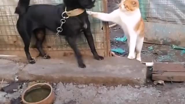 Cat_vs_Dog_#shorts