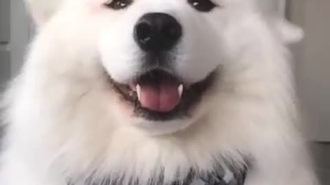 Dog Doing Cutest Stuffs 🐾