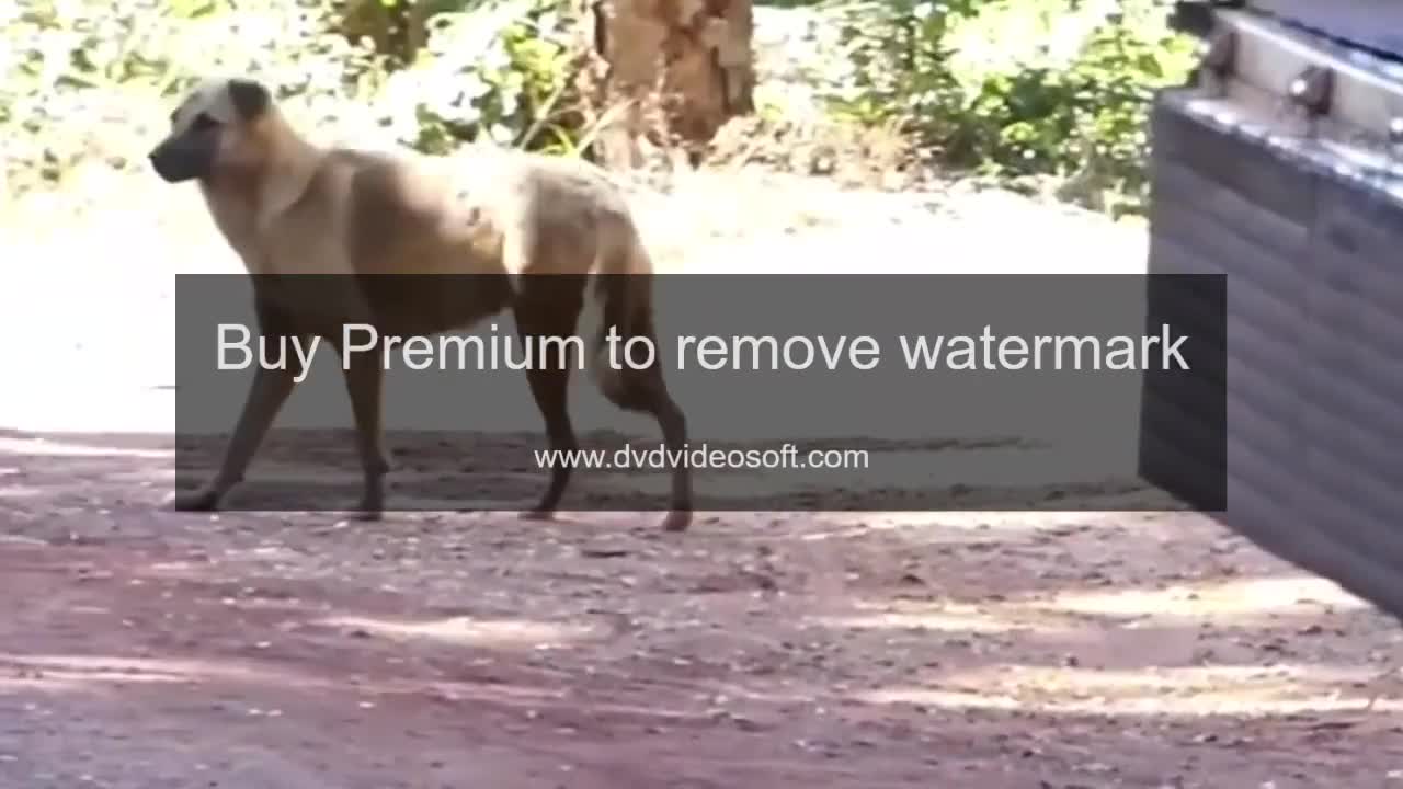 funny animals