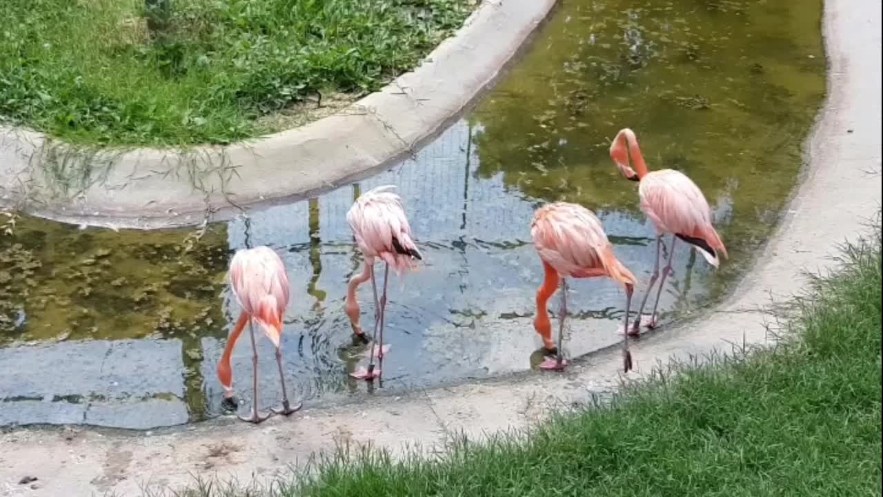 Beauties of birds nature.