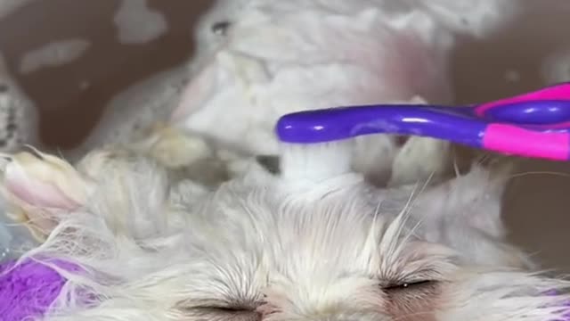 Cute baby animals Videos Compilation cute moment of the animals - Cutest Animals #shorts