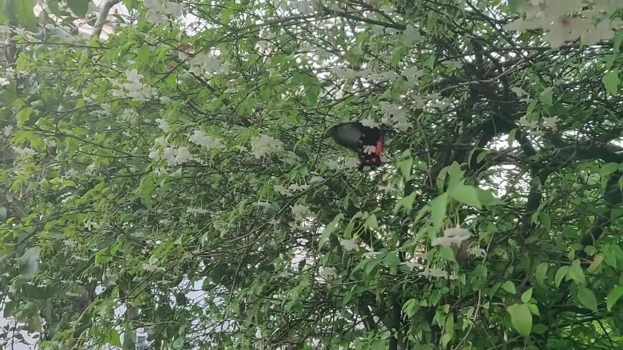 Butterfly Feeding on Flowers