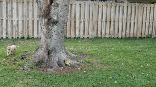 squirrels tease and play with our dog Apollo