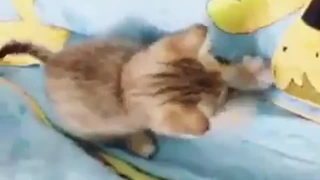 Choose today is your birthday beloved cat!
