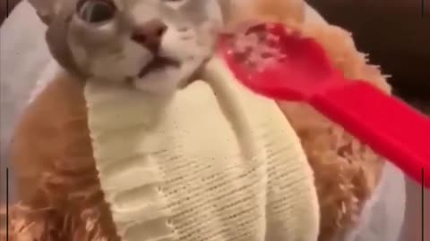 funny cats