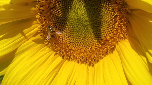 The bee pollinates sunflower grown from the seed.