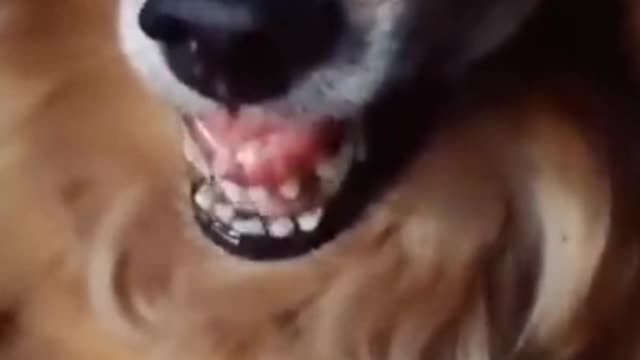 Dog Funny Video Part 1