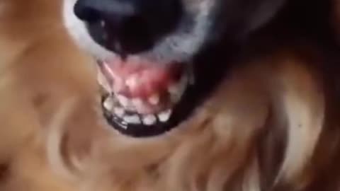 Dog Funny Video Part 1