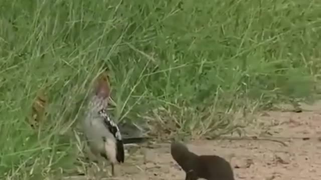 Animals prank