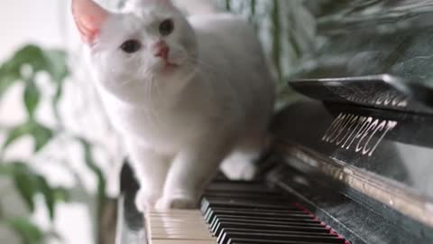 A cute cat on a piano