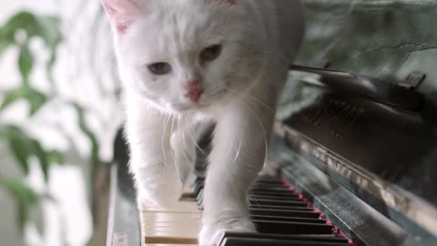 kitten playing the piano