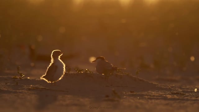 Common Tern Chick