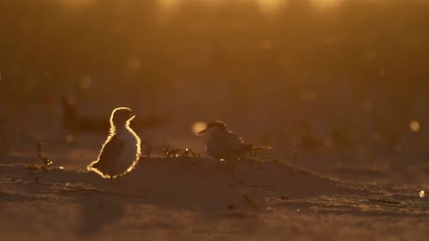 Common Tern Chick