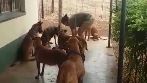 Millions of dogs feeding