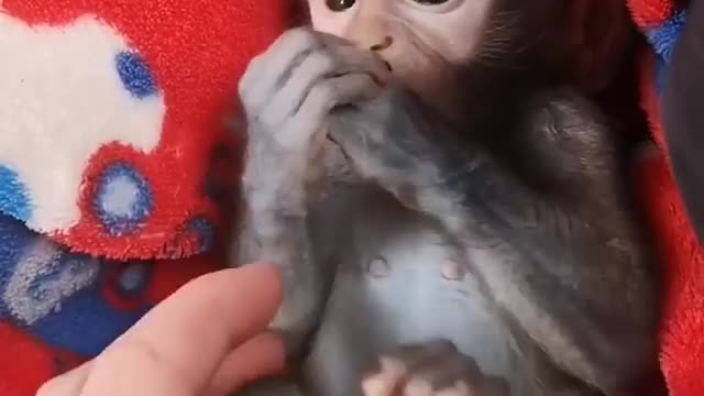 Baby Monkey