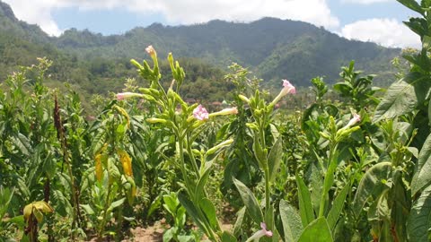 tobacco tree