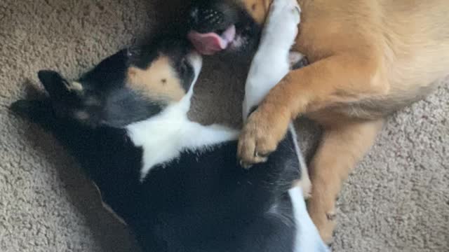 Yawning puppies