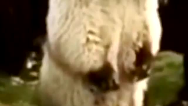 Very Funny Dog Videos – The Top VIRAL Funny Dog Videos