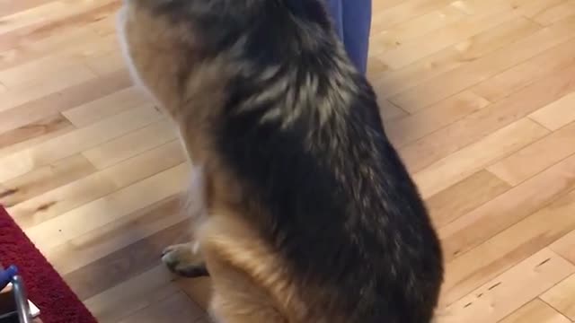 German Shepherd Doing Tricks