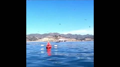 Big whale swallowed 2 kayakers