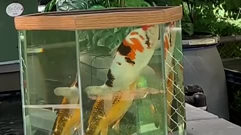 Koi Tower