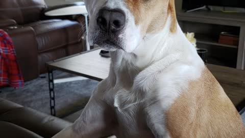 Watch funny videos about animals and dogs
