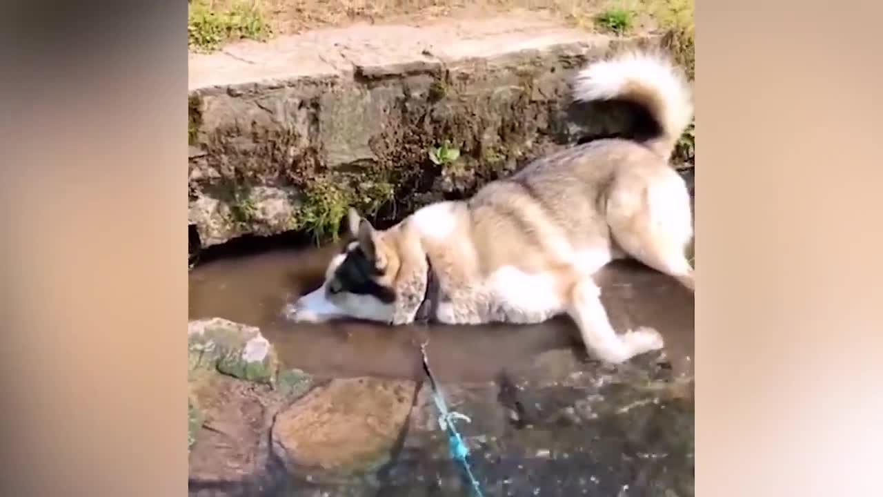 animals funny moments #1