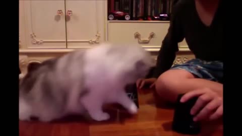 Animal Adventure