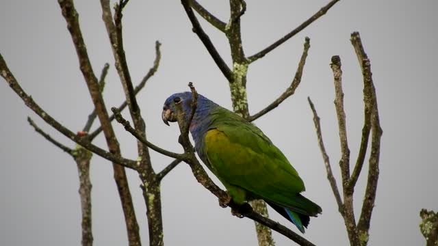 With a beautiful parrot Bird