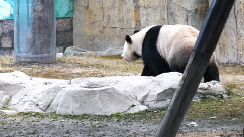 Panda walks around to see what it is looking for