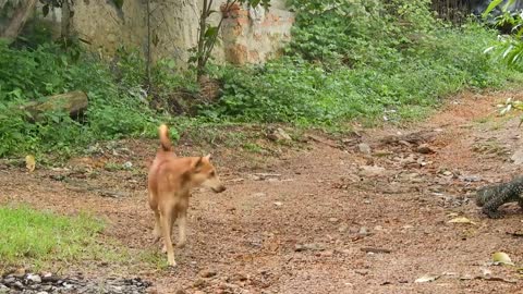 Dog and monitor fight video