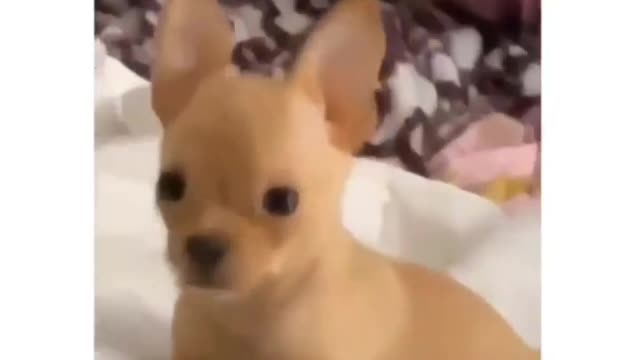 Small doggo doing angry react